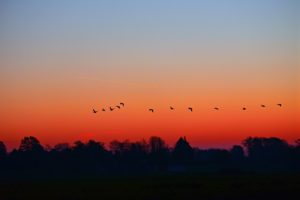 le chant des oiseaux